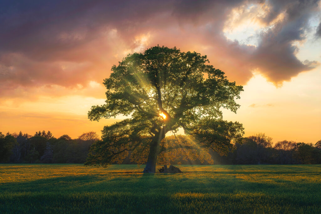 2c2e3-b62b-f276-faa8-57cc871762_Kingley-Vale-West-Sussex-England