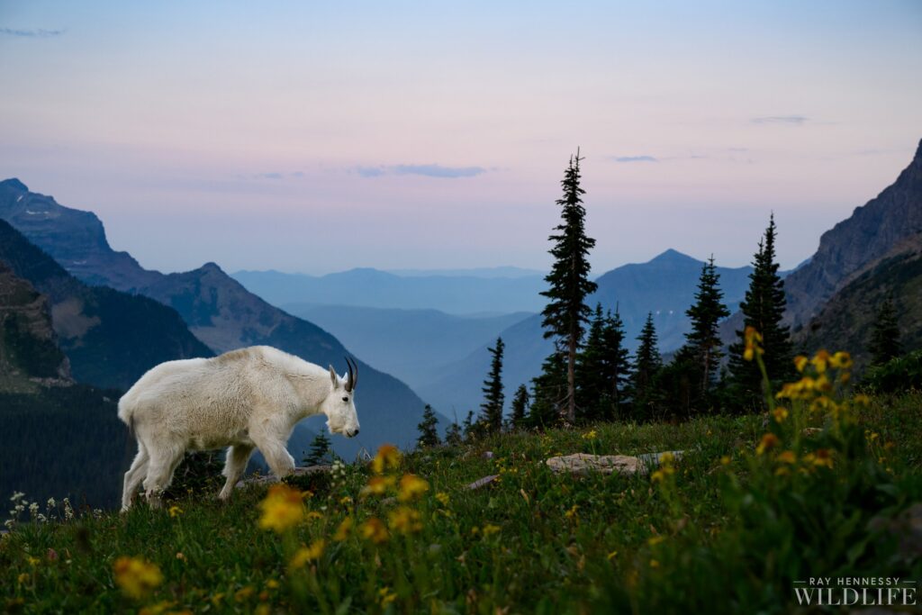 Mountain Goat Sunrise