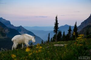 Another image from an incredibly memorable morning spent with some Mountain Goats in Glacier National Park last summer. I ended up spending roughly 30 minutes with this very friendly pair of goats and thankfully had my wide angle zoom lens with me so that I was able to incorporate the stunning scenery around the goat. For this one it walked right into a field full of wild flowers and I dipped the camera down low into that field to get some of the flowers in the foreground, went with a medium zoom and waited for it to walk into the right spot, which it did so nicely! I've still got a lot more to share from this outing which is always a wonderful thing to get lucky enough to have such a productive encounter in just one morning.