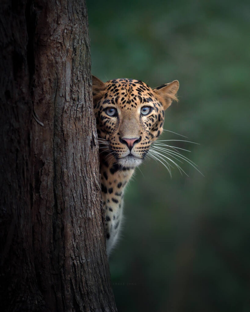 best-indian-wildlife-photographers-03