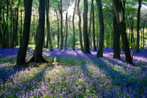 Bluebells, Oxfordshire