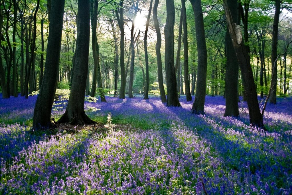 Bluebells, Oxfordshire